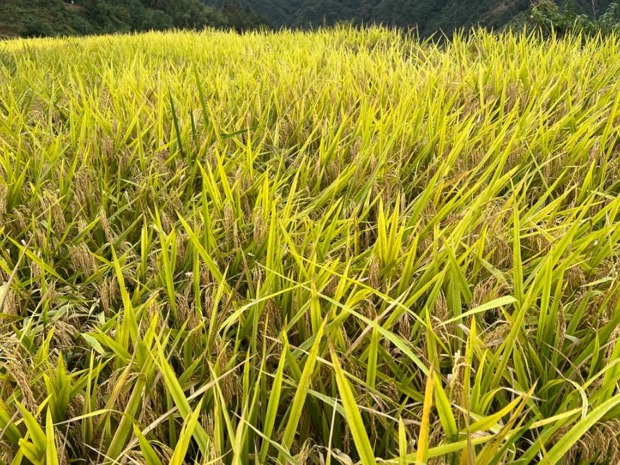 2026年宁夏粮食作物抗旱减损技术指导意见