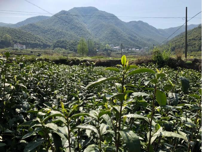 宜宾市食品加工类（农业）中小企业数字化转型 成效初显