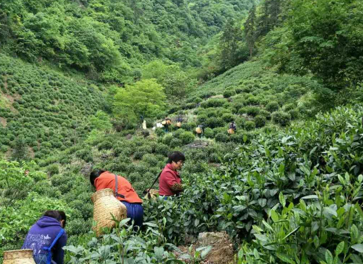《福州市人民政府印发关于支持福州茉莉花茶产业发展六条措施的通知》政策解读