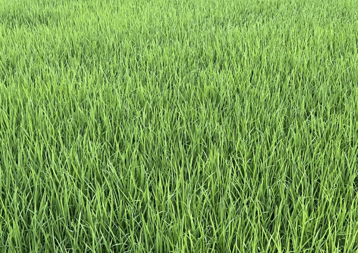 农业农村部持续开展小麦强春管促壮苗技术指导