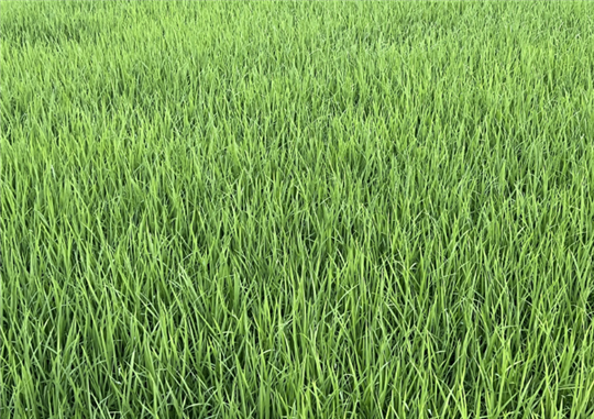 農(nóng)業(yè)農(nóng)村部持續(xù)開展小麥強春管促壯苗技術(shù)指導