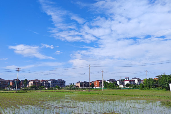 精准施策成效初显：临海补齐机插短板 托管服务破解育秧难题