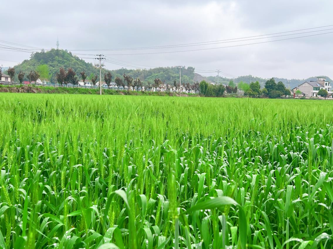 谷雨节气｜雨生百谷，农事正忙